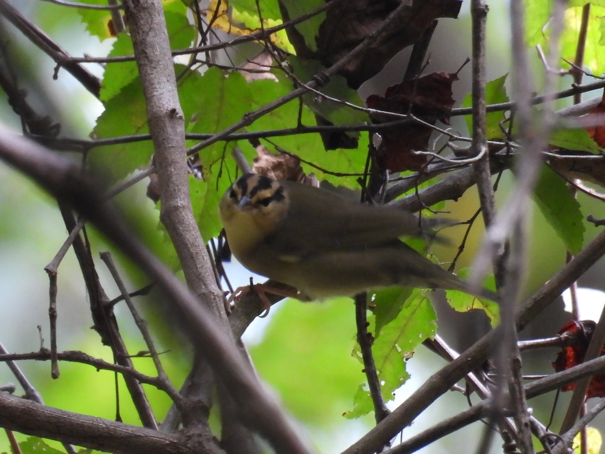 Paruline vermivore - ML642841188