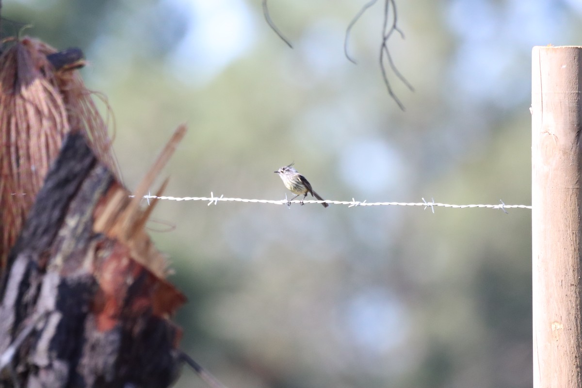 Tufted Tit-Tyrant - ML642841201