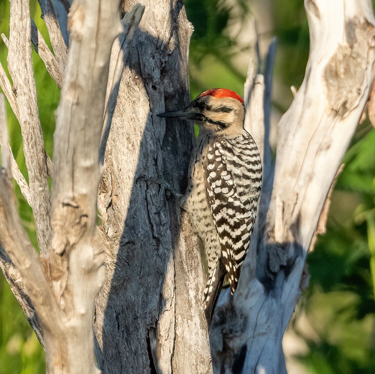 Ladder-backed Woodpecker - ML642841203