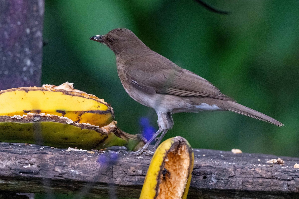 Black-billed Thrush - ML642841204