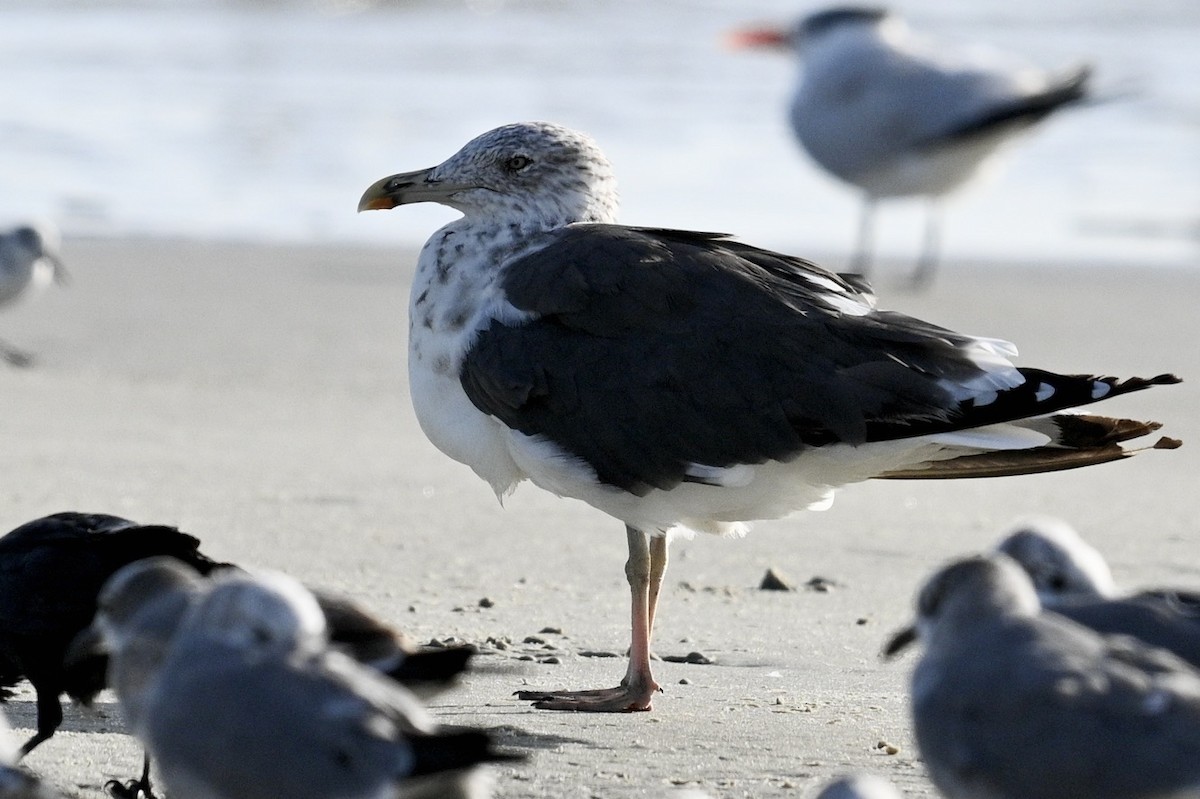 Lesser Black-backed Gull - ML642841209