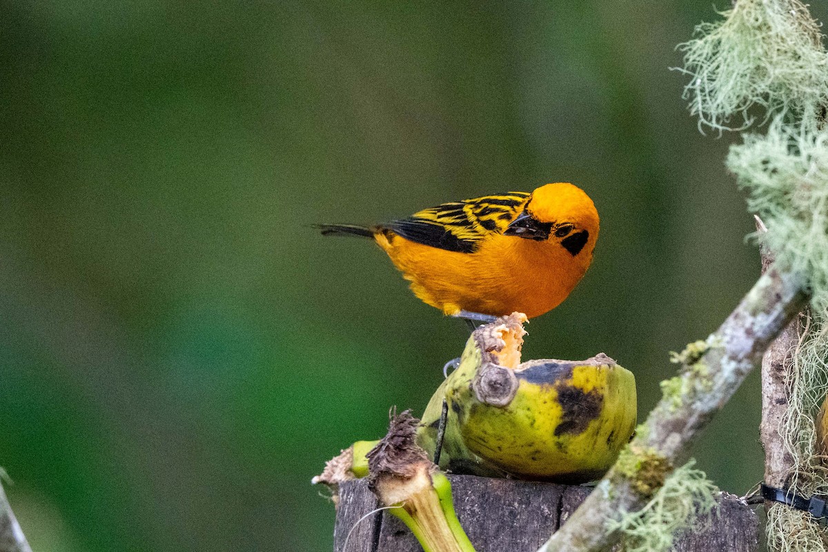 Golden Tanager - ML642841213