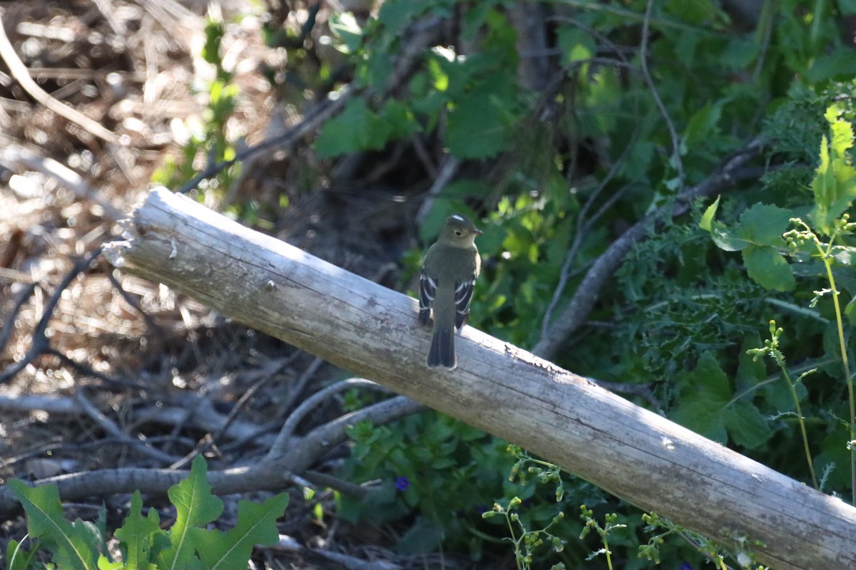 White-crested Elaenia - ML642841216