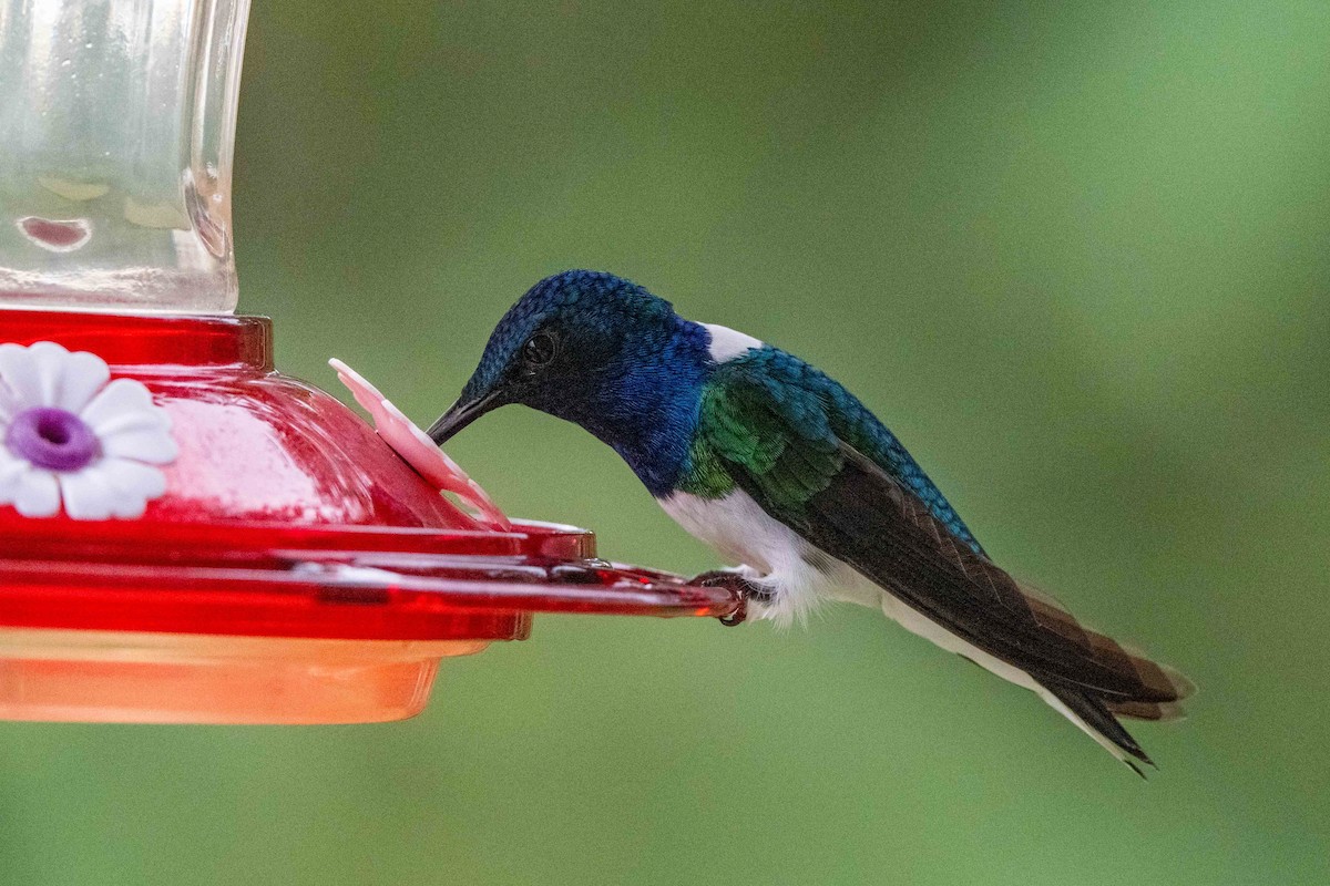 White-necked Jacobin - ML642841217