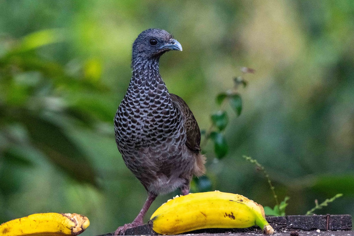 Colombian Chachalaca - ML642841225