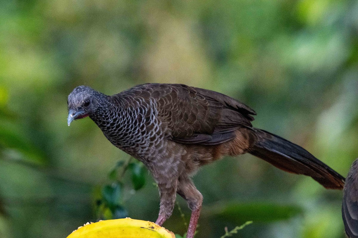 Colombian Chachalaca - ML642841226