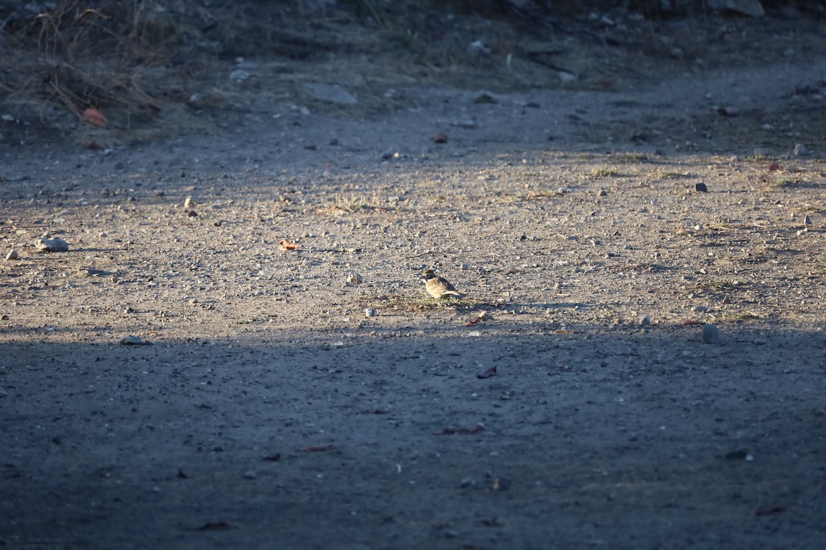 Lark Sparrow - ML642841227