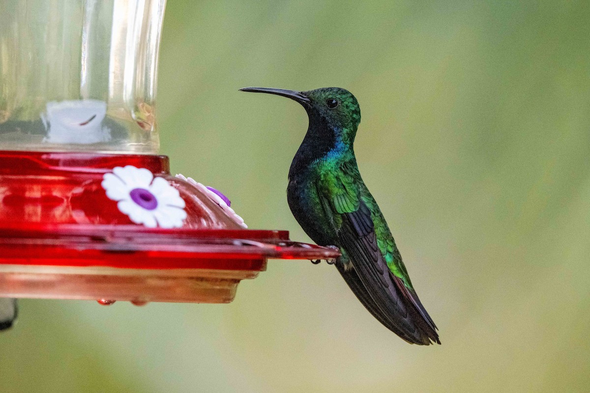 Black-throated Mango - ML642841230