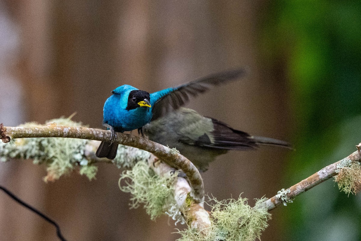 Green Honeycreeper - ML642841236