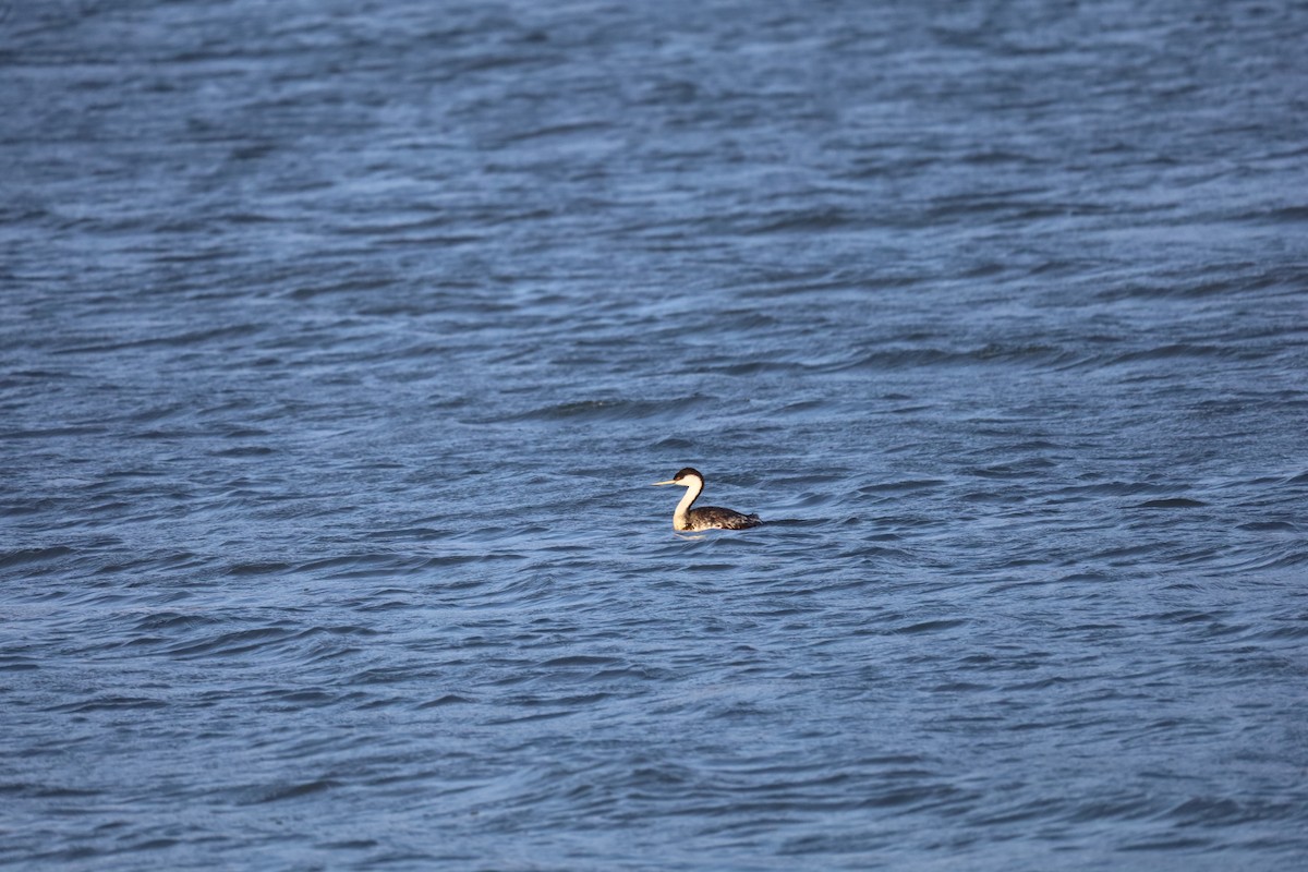 Western Grebe - ML642841239