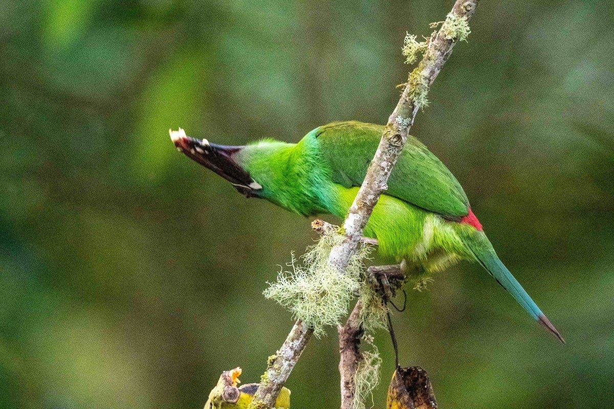 Crimson-rumped Toucanet - ML642841240