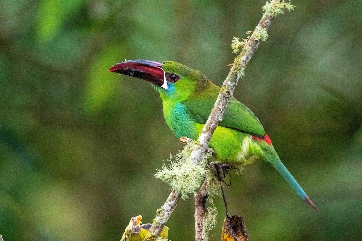 Crimson-rumped Toucanet - ML642841241