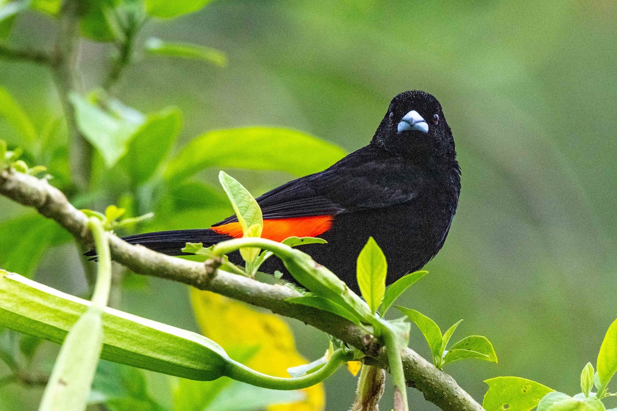 Flame-rumped Tanager - ML642841252