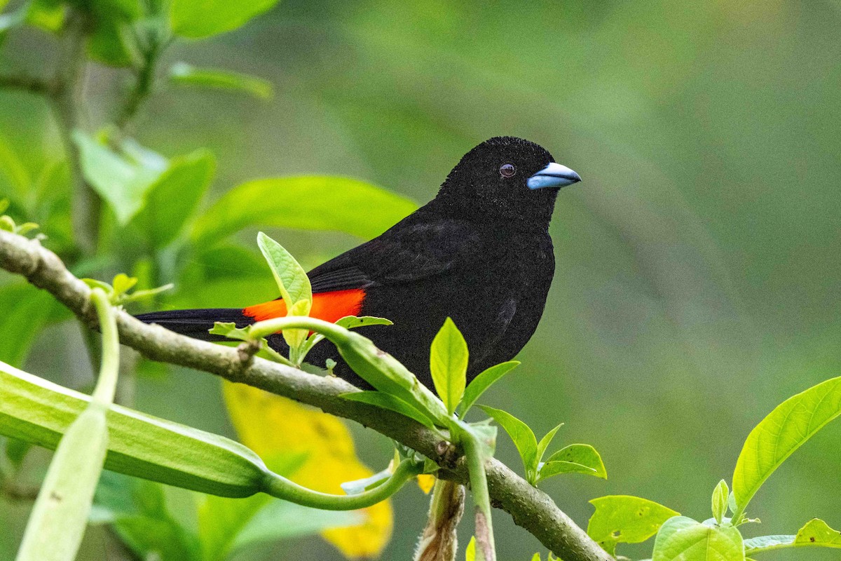 Flame-rumped Tanager - ML642841253