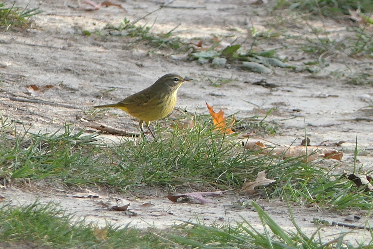 Palmenwaldsänger - ML642841260