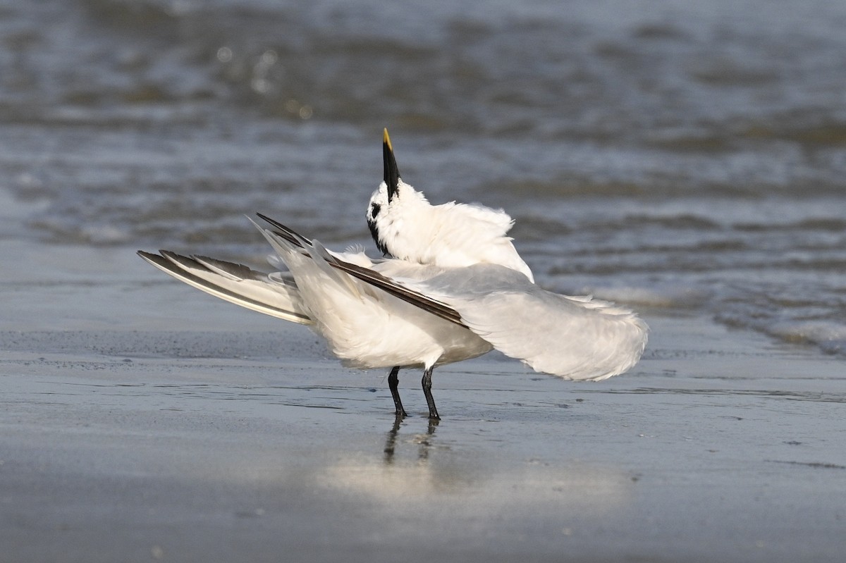 Sandwich Tern - ML642841269
