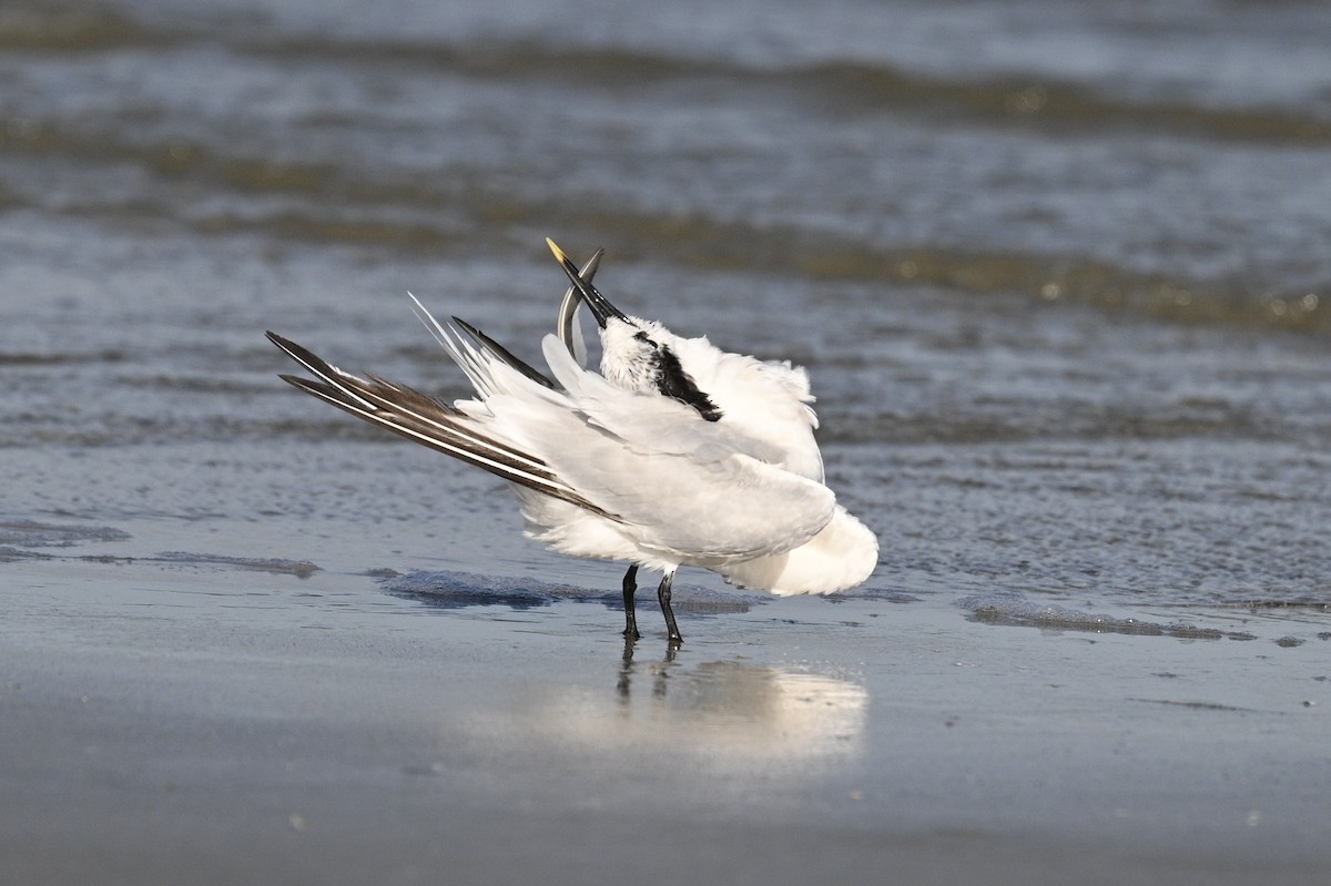 Sandwich Tern - ML642841270