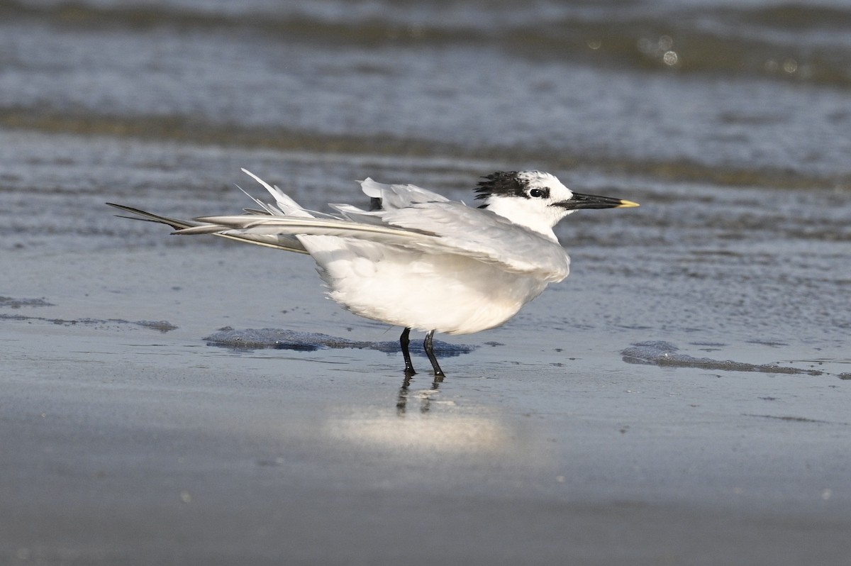 Sandwich Tern - ML642841272