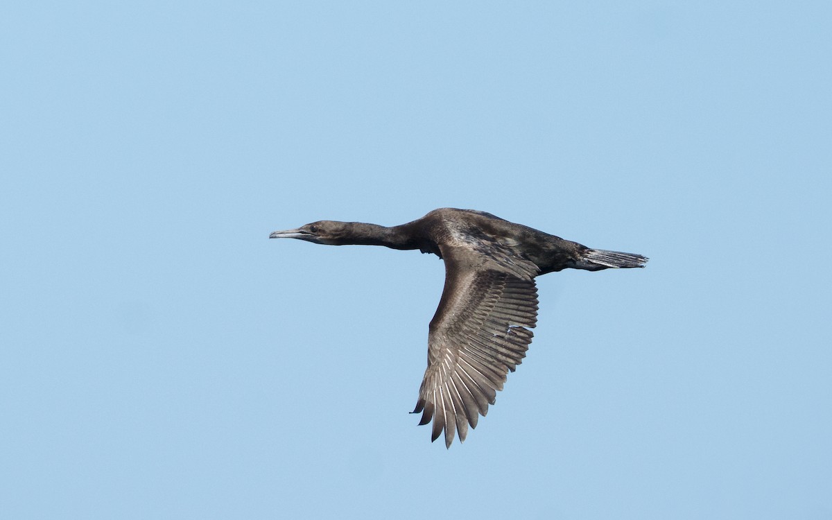 Brandt's Cormorant - ML642841297