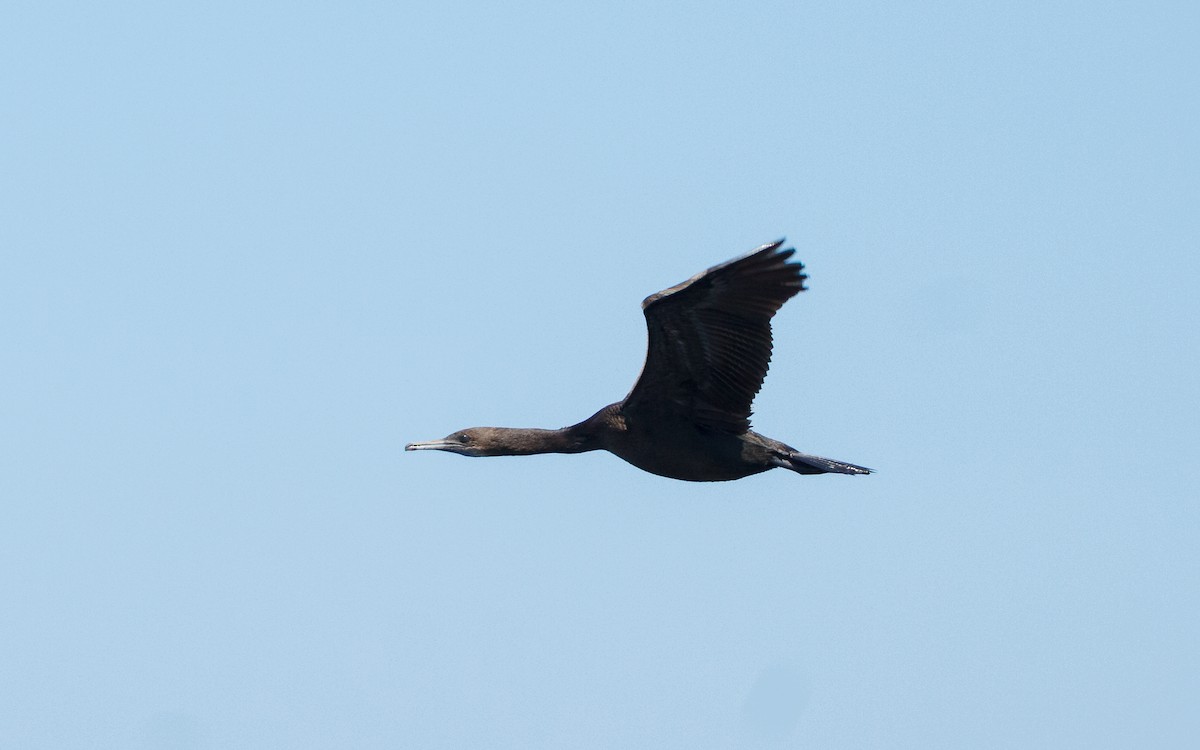 Brandt's Cormorant - ML642841298