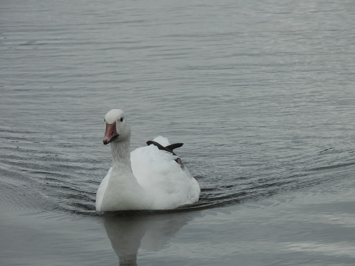Snow Goose - ML642841311