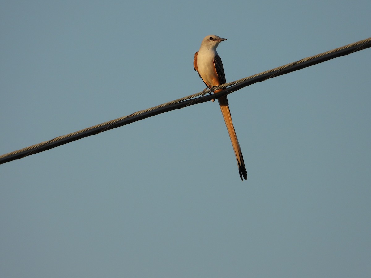 Scissor-tailed Flycatcher - ML642841317