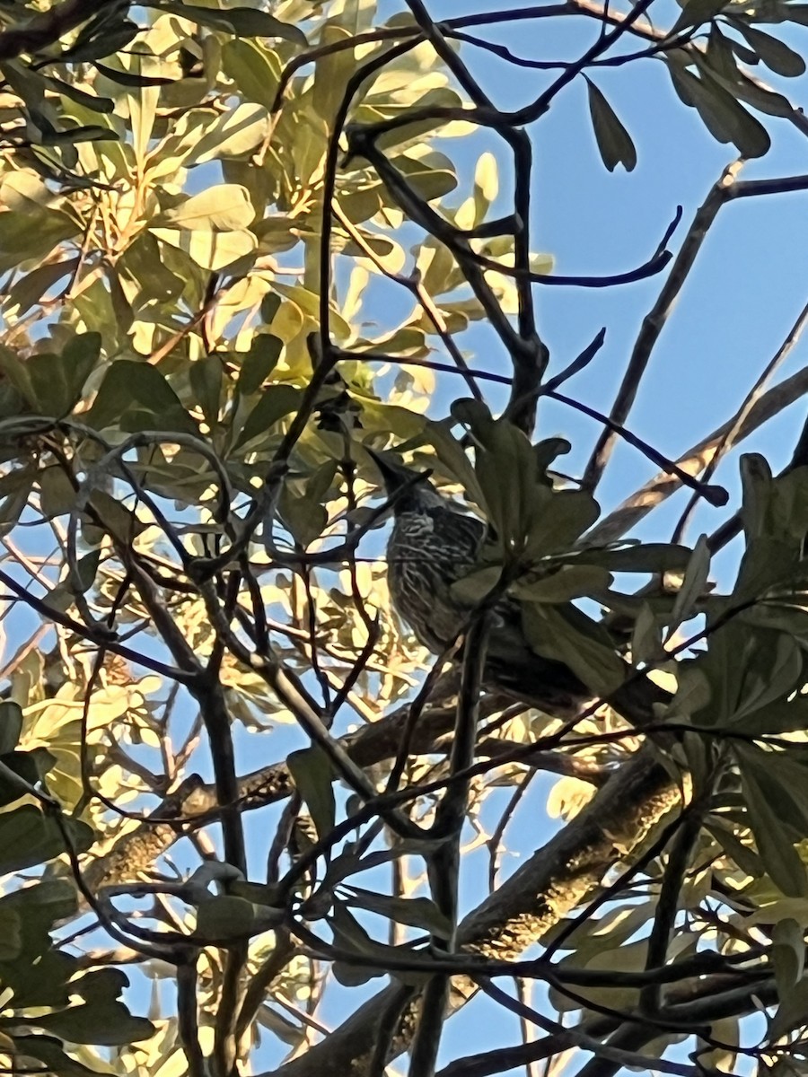 Little Wattlebird - ML642841321