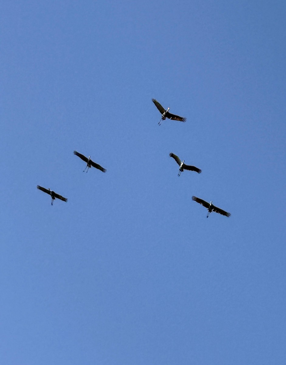 Sandhill Crane - ML642841324