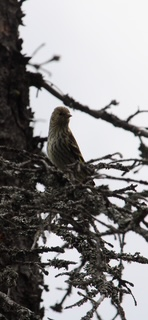 Pine Siskin - ML642841331