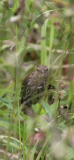 Pine Siskin - ML642841332