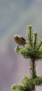 Pine Siskin - ML642841333