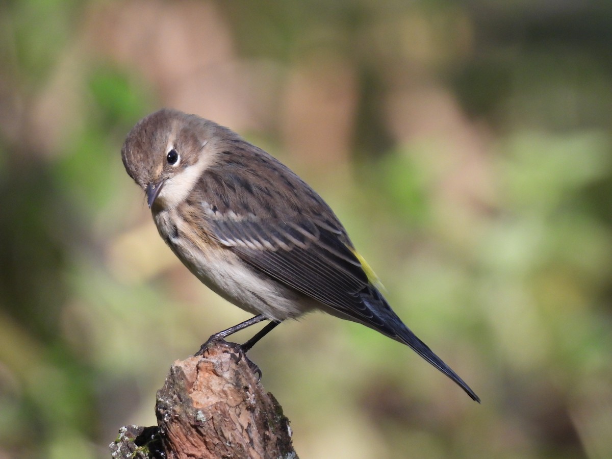 Yellow-rumped Warbler - ML642841335