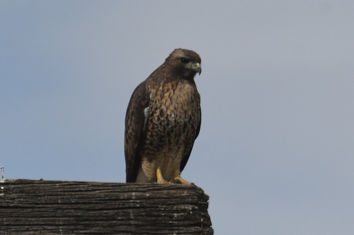 Red-tailed Hawk - ML642841344