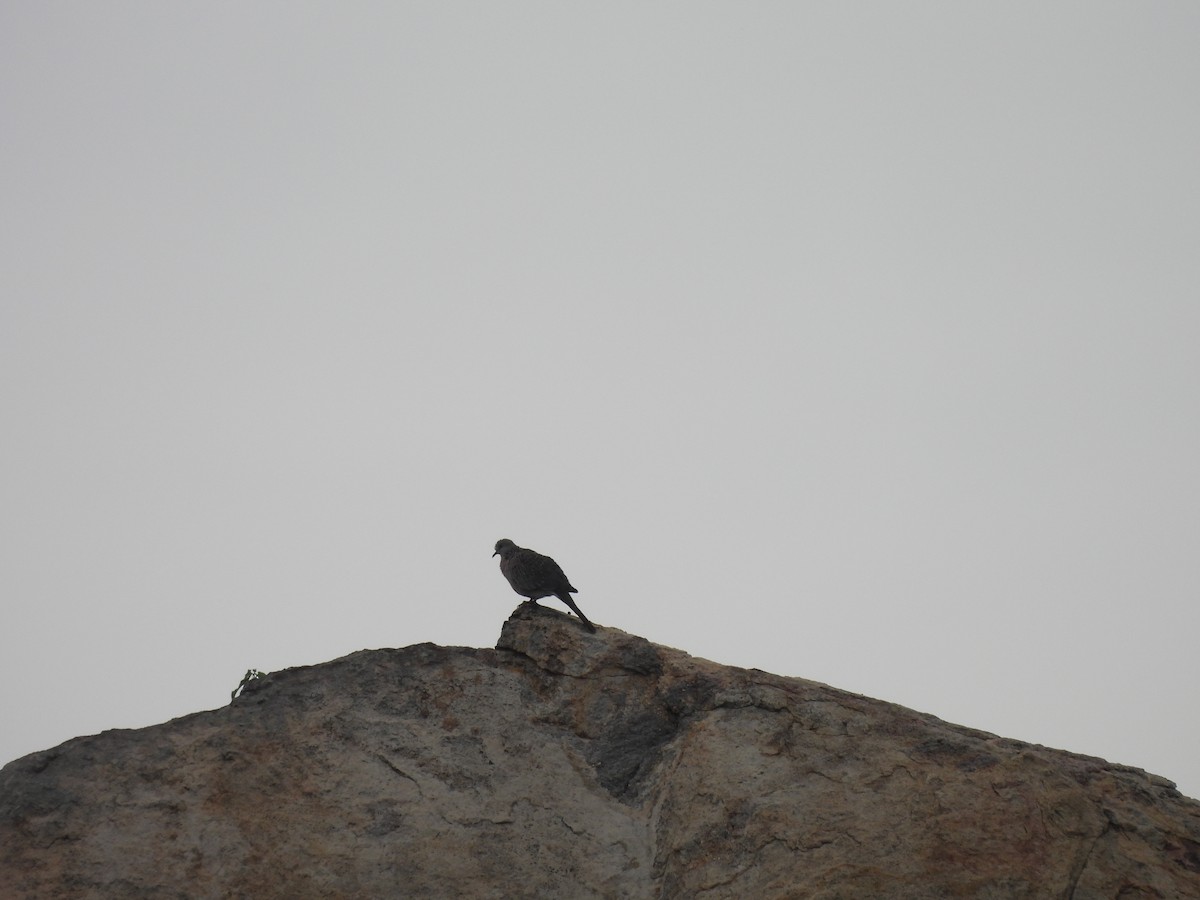 Spotted Dove - ML642841355