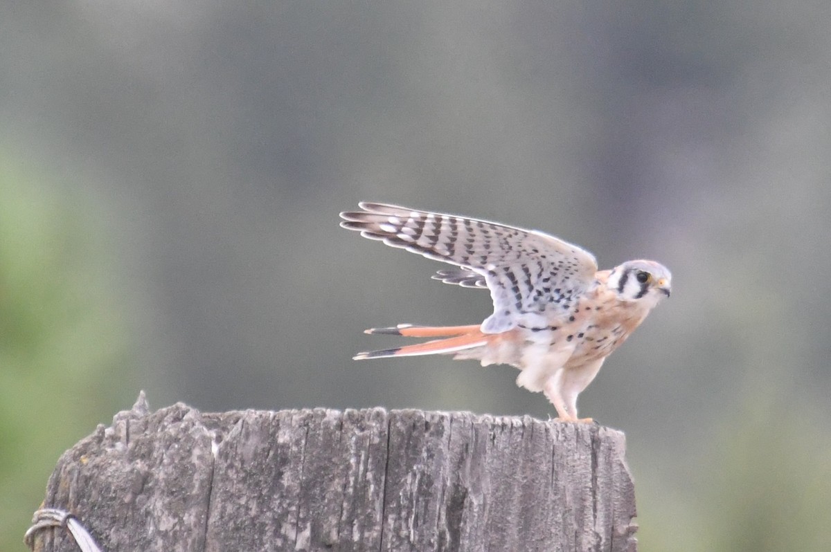 American Kestrel - ML642841357
