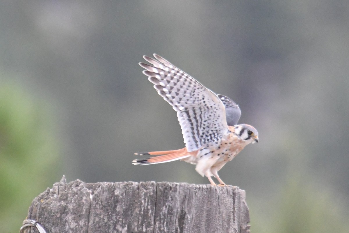 American Kestrel - ML642841358