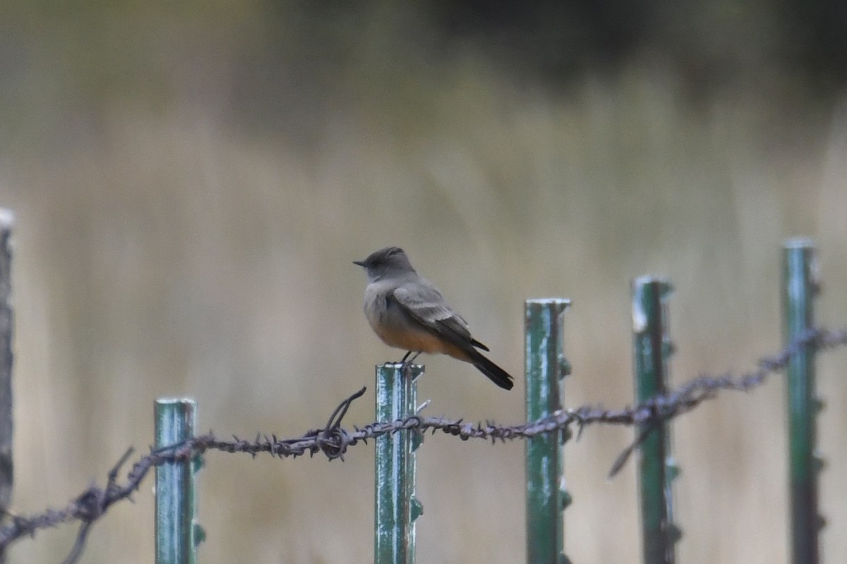 Say's Phoebe - ML642841366