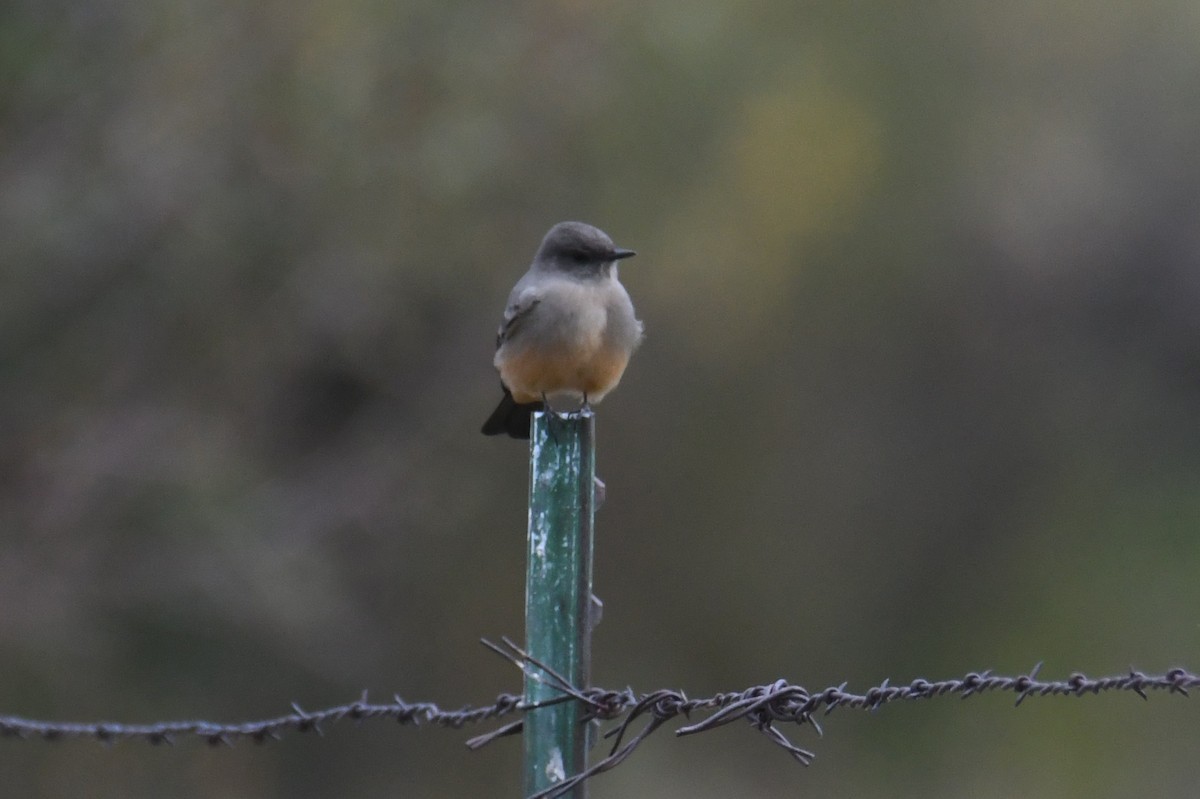 Say's Phoebe - ML642841367