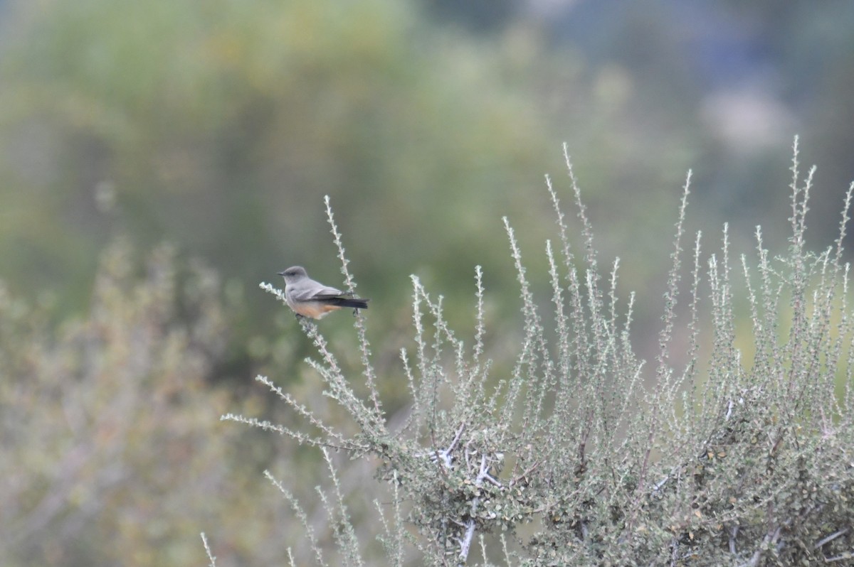 Say's Phoebe - ML642841368