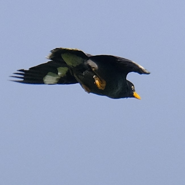 Javan Myna - ML642841369