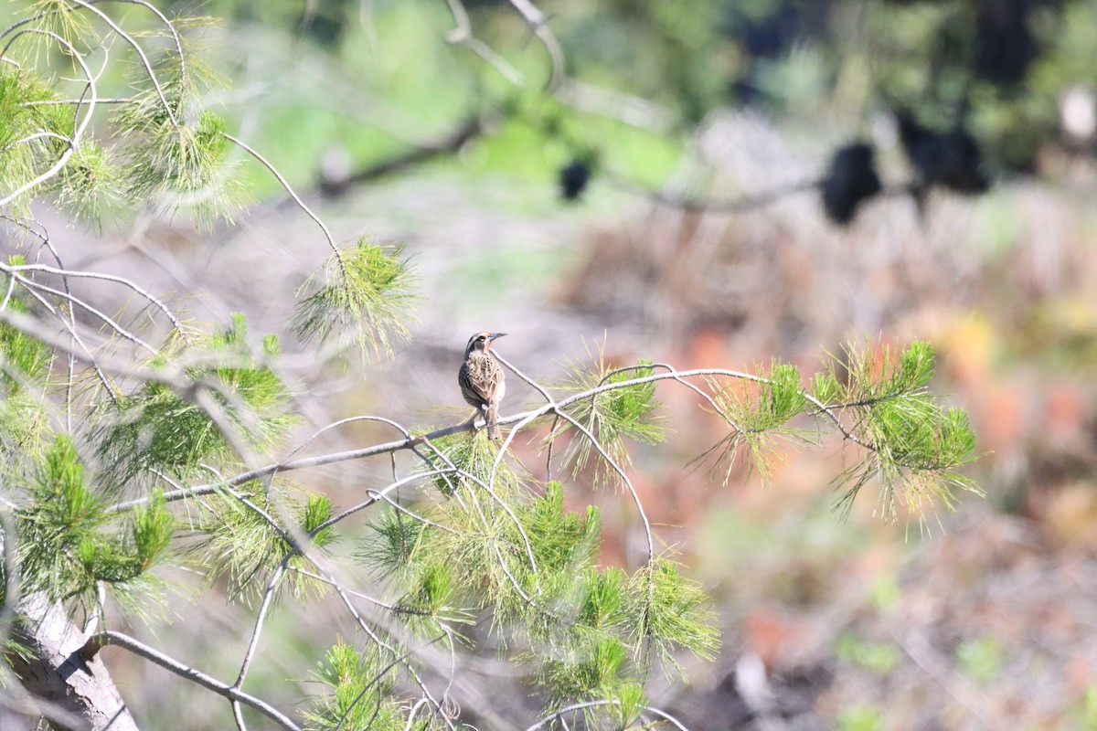 Long-tailed Meadowlark - ML642841371