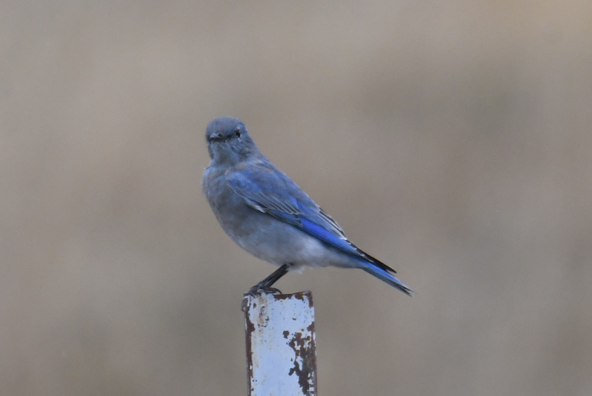 Mountain Bluebird - ML642841373