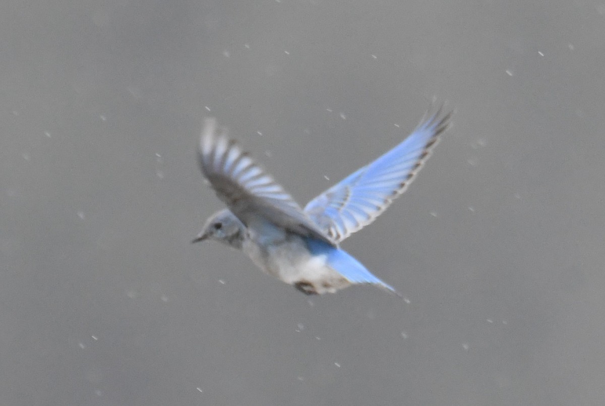 Mountain Bluebird - ML642841374