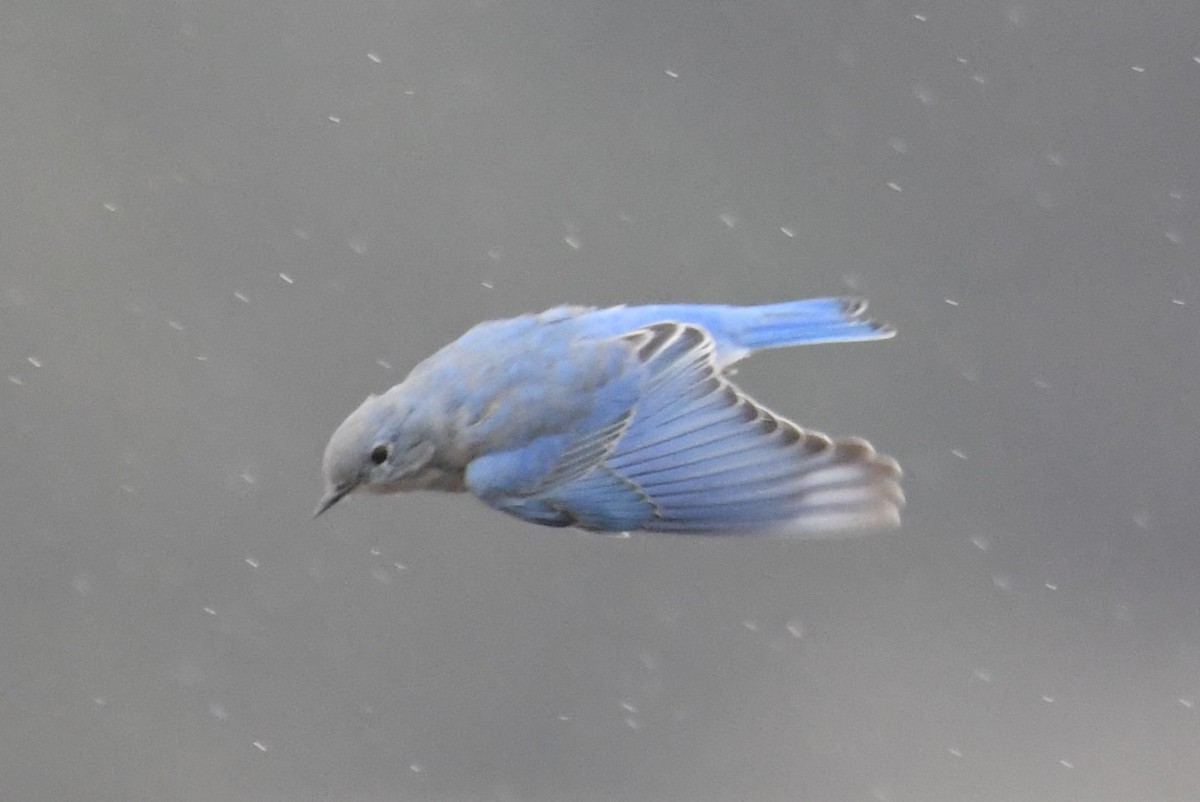Mountain Bluebird - ML642841375