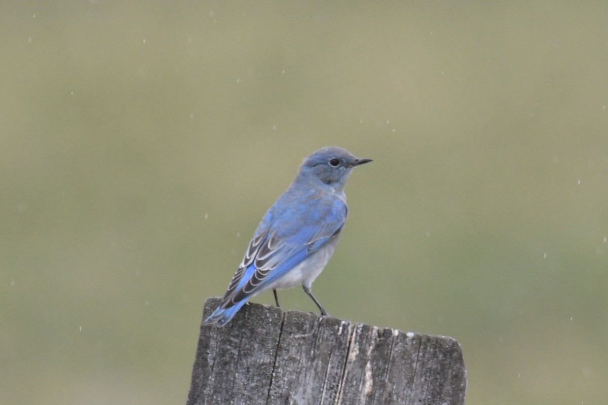 Mountain Bluebird - ML642841376