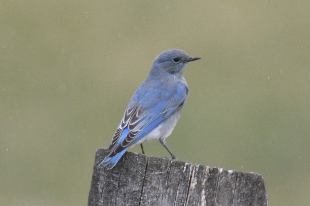 Mountain Bluebird - ML642841377