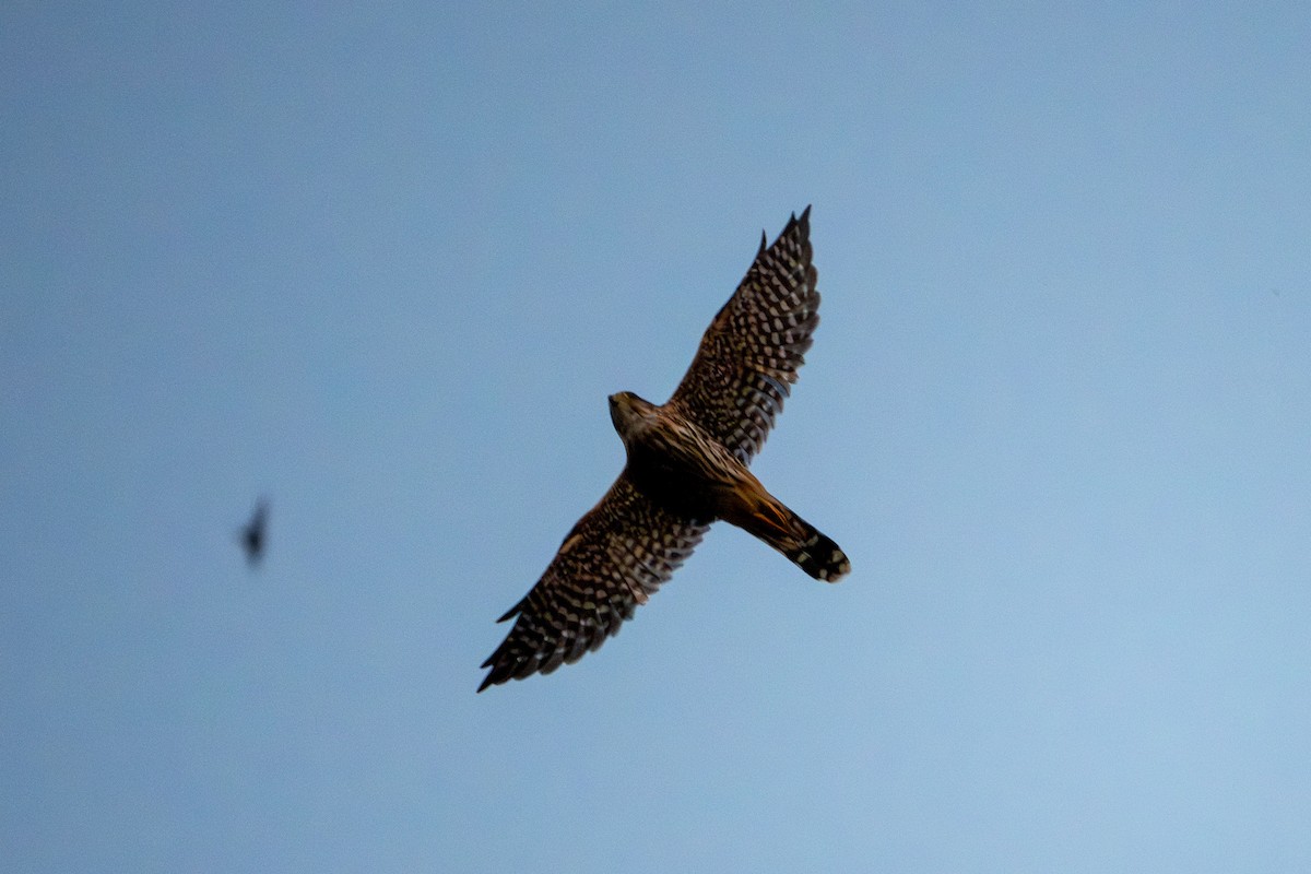 Merlin - ML642841383