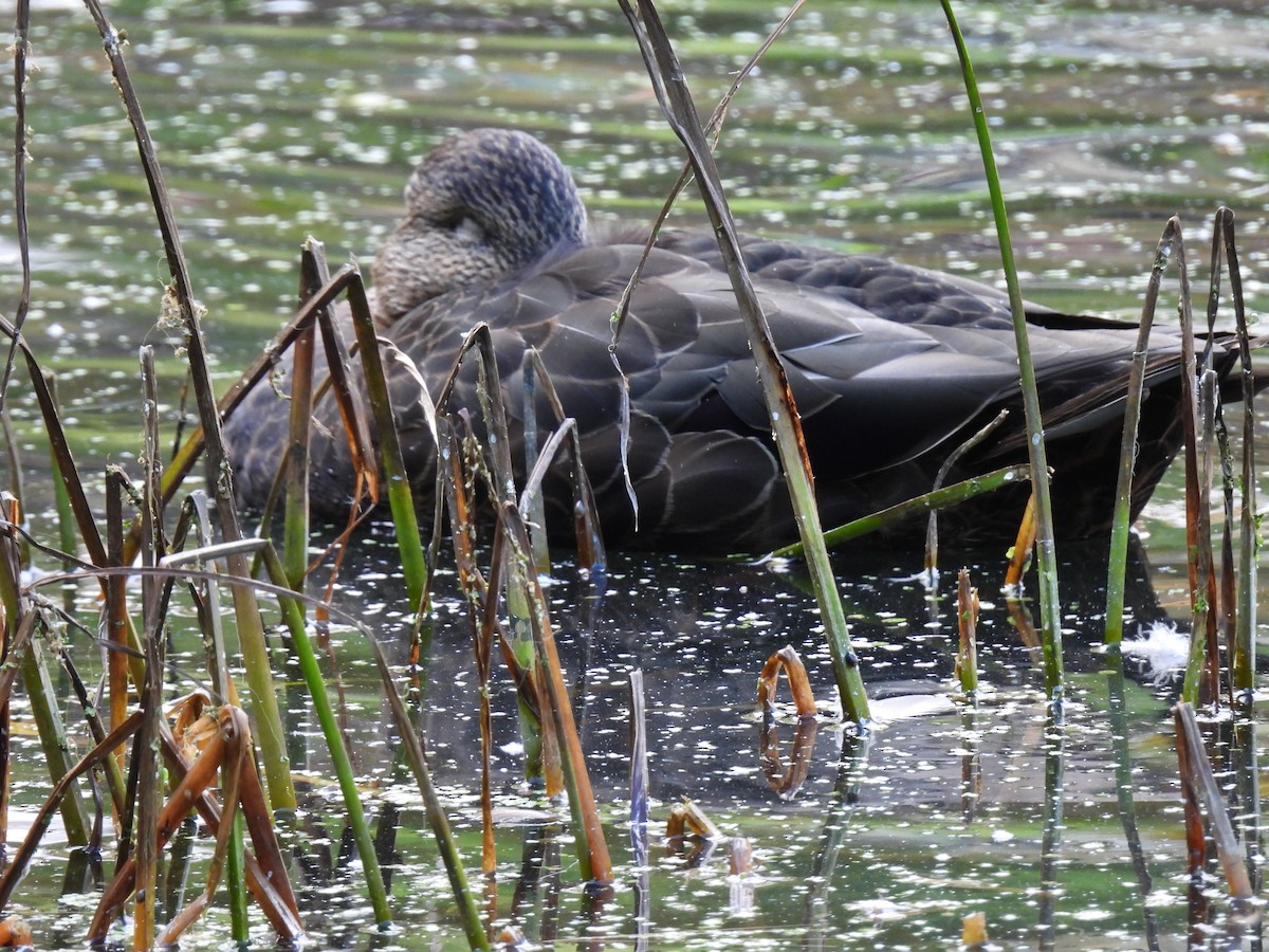 American Black Duck - ML642841388