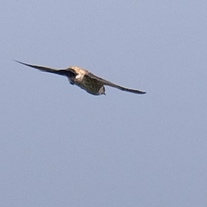 Eastern Red-rumped Swallow - ML642841401