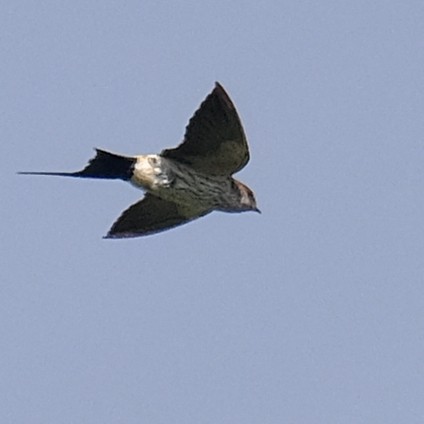 Eastern Red-rumped Swallow - ML642841402